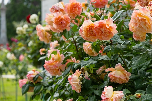 Delicate pastel orange roses closeup blooming garden