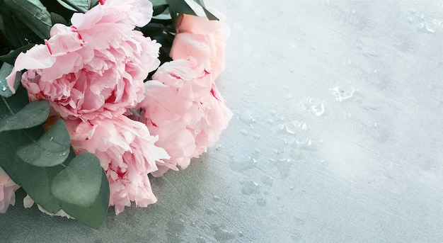 Delicate pastel pink peonies background close up