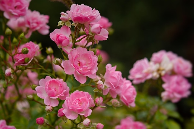 Delicate pastel roses close-up on a blurry garden background.\
fragrant bush of pink roses.