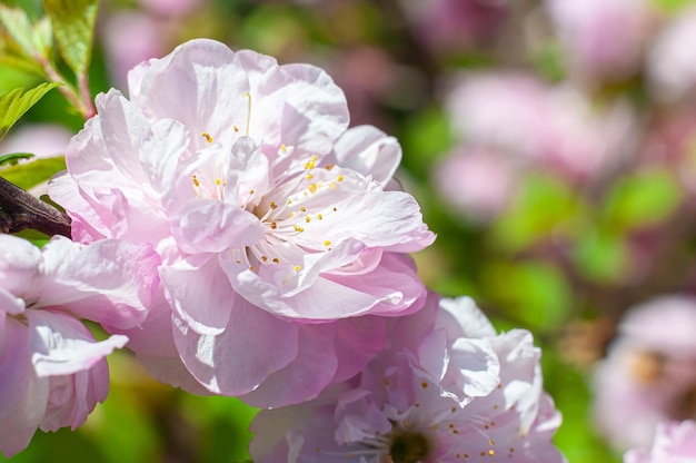 日光の下で繊細なピンクのアーモンドの花 桜の花春の植物に選択的に焦点を当てる