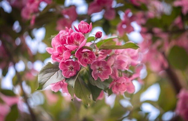 Delicate pink apple flowers Apple blossoms Spring