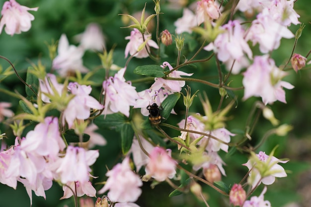 Delicate pink aquilegia flowers and a bee in the garden in summer