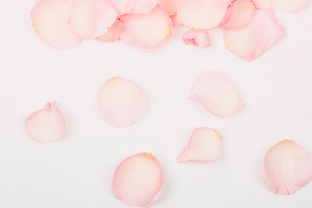 Photo delicate pink background with rose petals