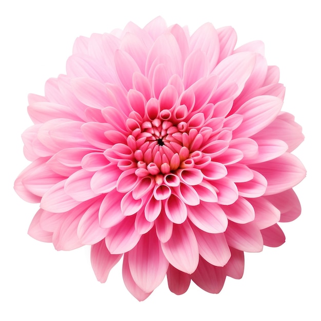 delicate pink chrysanthemum flower buds and leaves isolated