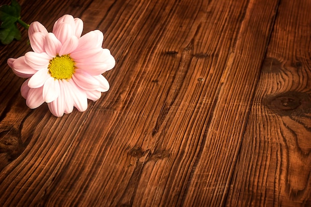 写真 木製の背景に繊細なピンクの菊の花