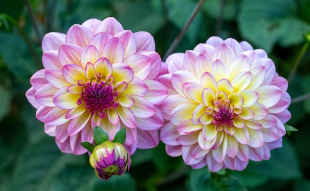 Delicate pink dahlias in a flower bed in the garden Gardening perennial flowers landscaping