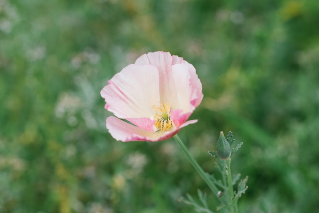 Delicate pink flower Elsholtzia growing in the garden in summer.