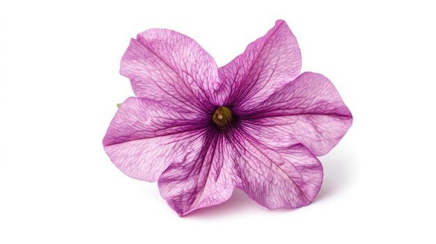 白い背景に隔離された複雑な静脈を持つ細なピンクの花 花は花びらを広げて満開にいています