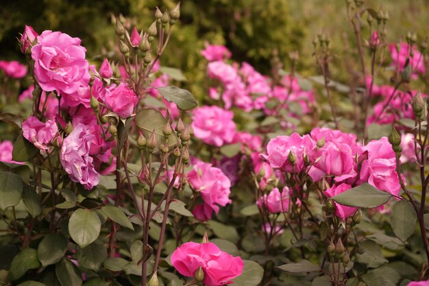 Delicate pink flowers with lush green foliage in the garden on a sunny day Teahybrid pink rose