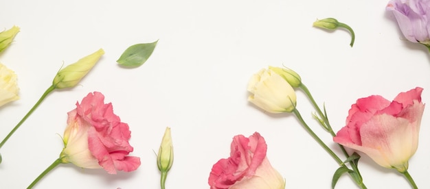Нежные розовые, лиловые и кремовые эустомы на белом фоне. Баннер. Цветочная рамка и копия пространства. День матери и концепция женского дня