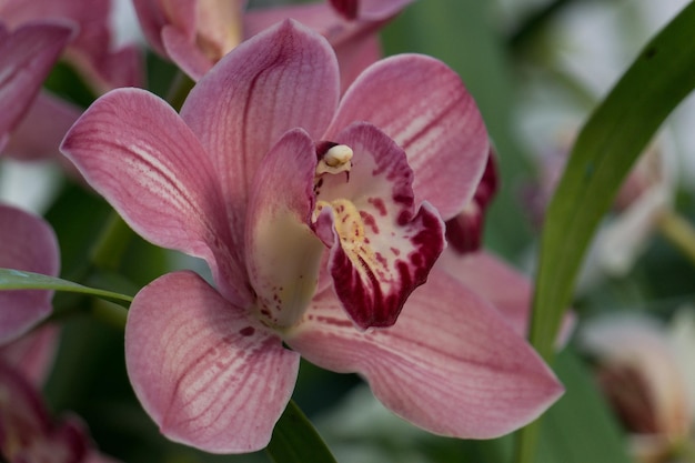 Нежный розовый цветок орхидеи
