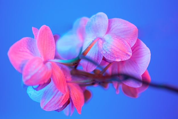 Delicate pink Orchid with dew drops close-up on light blue background