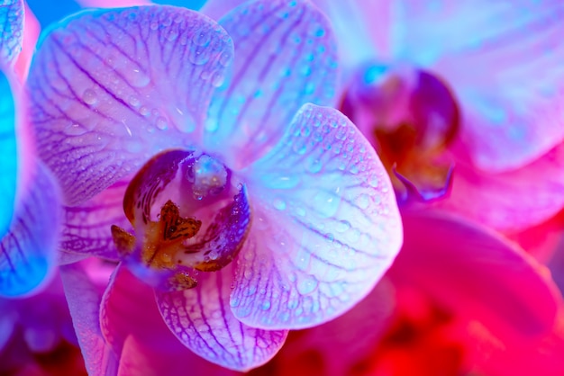 Delicate pink Orchid with dew drops close-up on light blue background