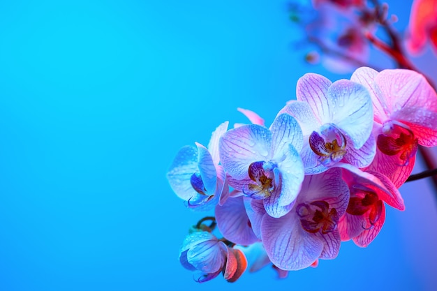 Orchidea rosa delicata con il primo piano delle gocce di rugiada su fondo blu-chiaro