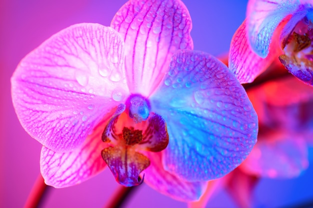 Нежная розовая орхидея с каплями росы крупным планом на голубом фоне