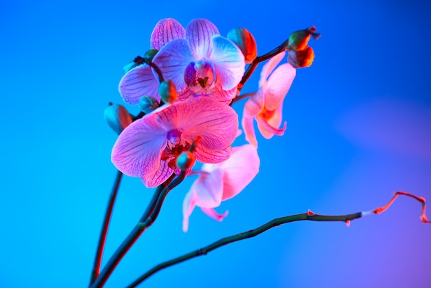 Orchidea rosa delicata con il primo piano delle gocce di rugiada su fondo blu-chiaro