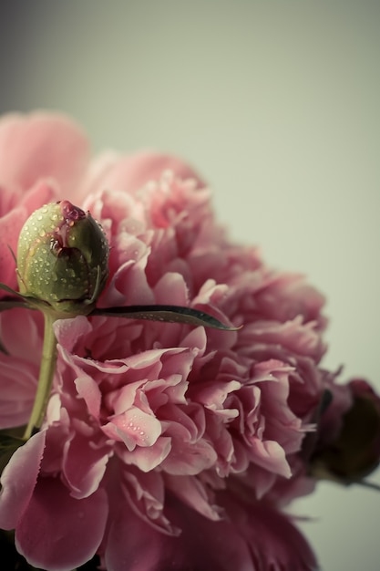 delicate pink peony and bud closeup in drops of water