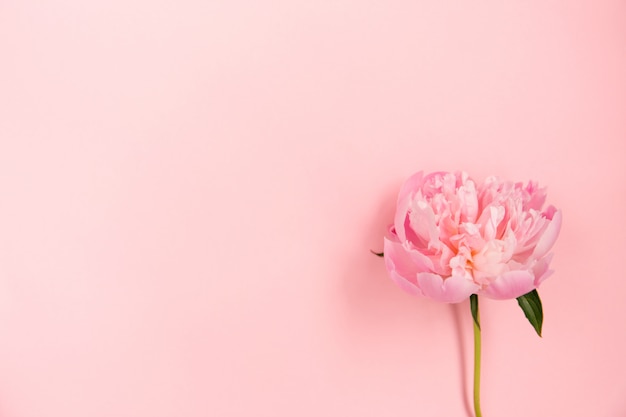 Delicate pink peony flower on light pink background.