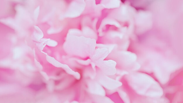 Delicate pink peony flower pastel floral background panoramic format