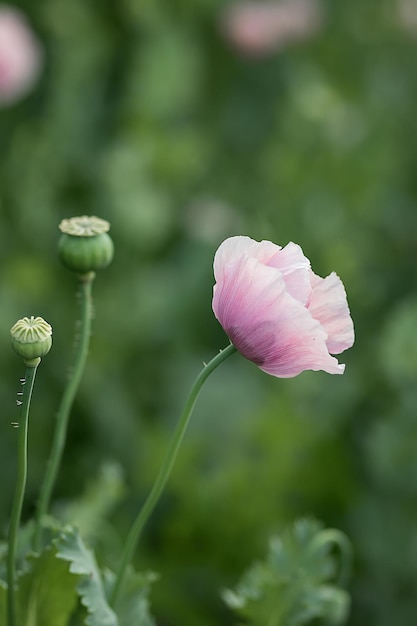 Delicate pink poppies on a blurred background of a green garden