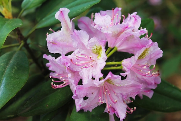 Delicate pink rhodendron flowers hid in 3 green leaves