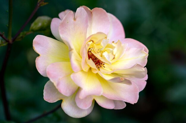 Нежная розовая роза на фоне летней зелени Цветоводство роз многолетние цветы