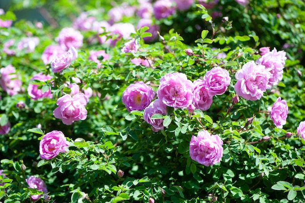 Delicate pink rosehip closeup flowers Natural beautiful background splash Space for text