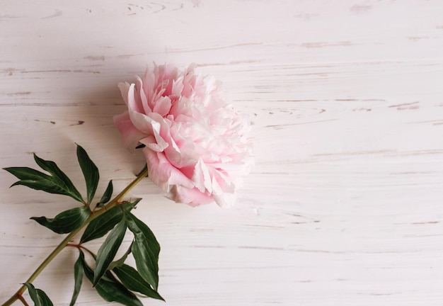 Delicate pioenroos op een witte houten ondergrond