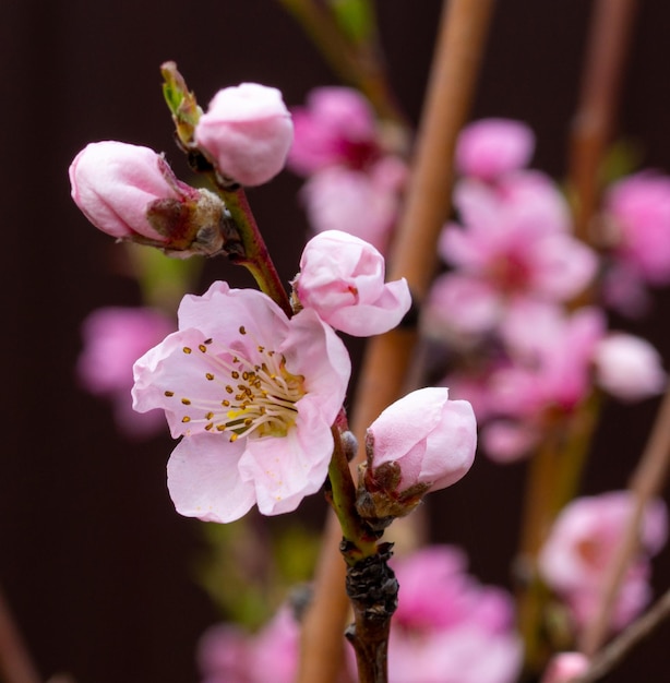 Нежные красивые цветущие веточки персика или нектарина весной