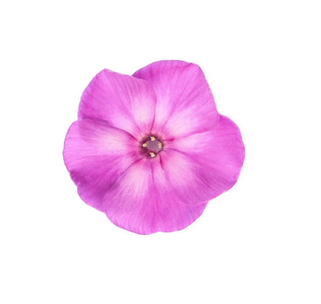 Delicate purple phlox flower isolated