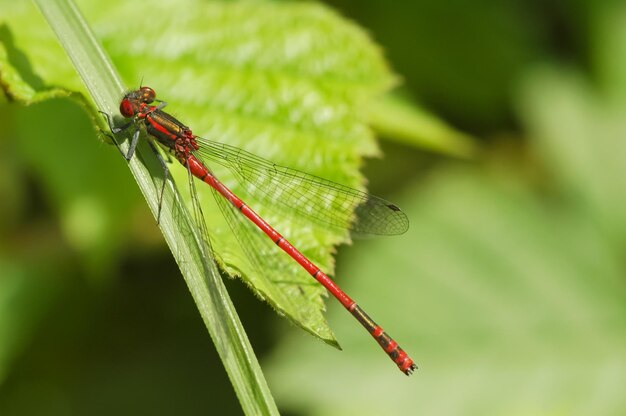 delicate red damselfly on vegetation