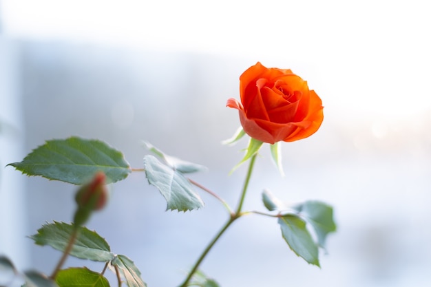 Delicate red rose bloomed