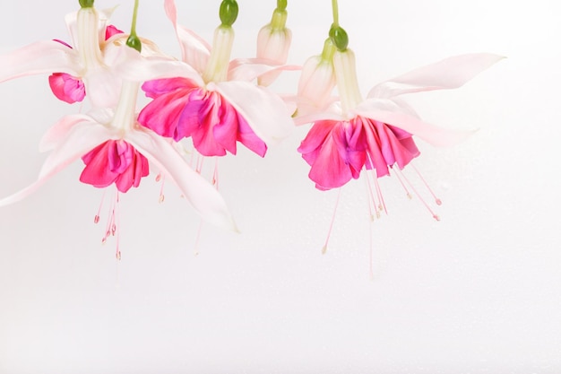 Delicate romantic fuchsia flowers sprig on a white background with water drops