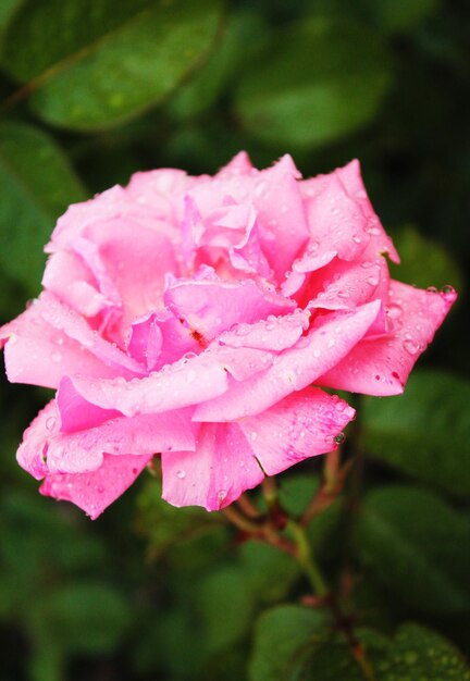 Photo delicate rose bathes in the morning dew