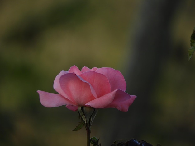 Foto delicato fiore di rosa