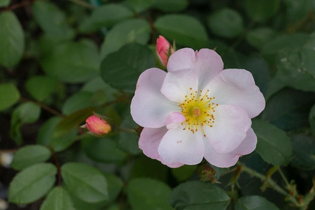 Delicate rosehip flower on a background of green leaves