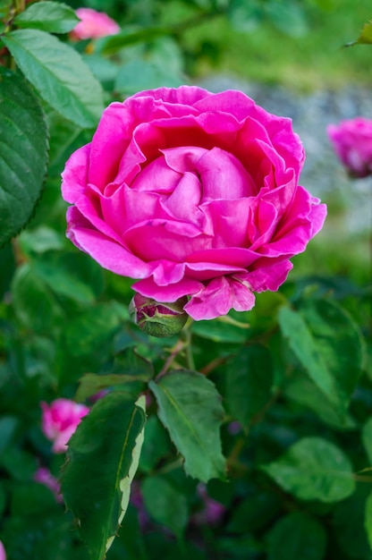 Delicate roze roos in de zomertuin