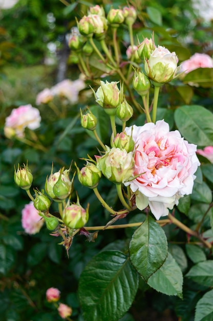 Delicate roze roos in de zomertuin