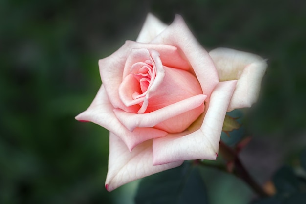 Delicate roze roos op een achtergrond van zomergroen de meerjarige bloemen van de roos Sierteelt