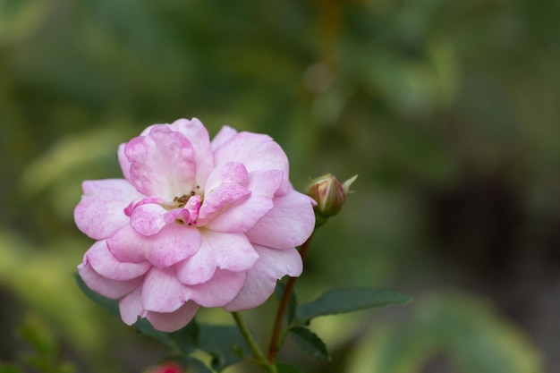Delicate roze roos op een groene achtergrond
