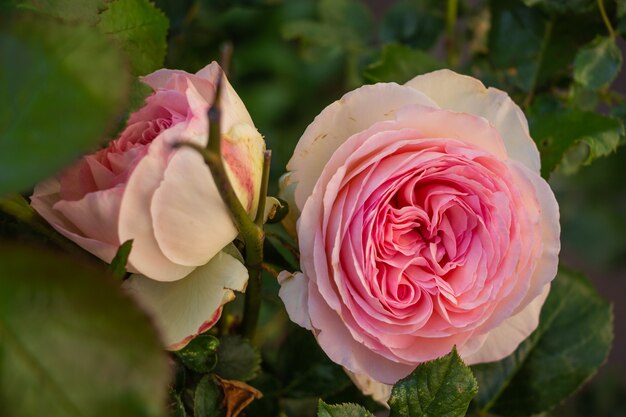 Delicate roze rozenknop van dichtbij in de tuin