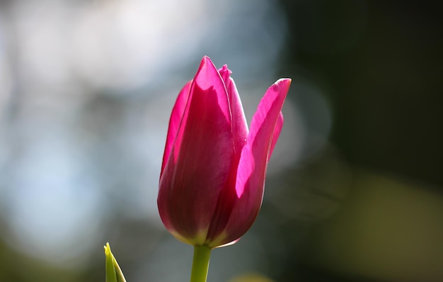 Delicate roze tulpen op een natuurlijke wazige grijze achtergrond selectieve zachte fo