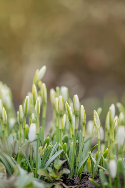 Delicate snowdrop flower Bouquet of snowdrops Snowdrop spring flowers