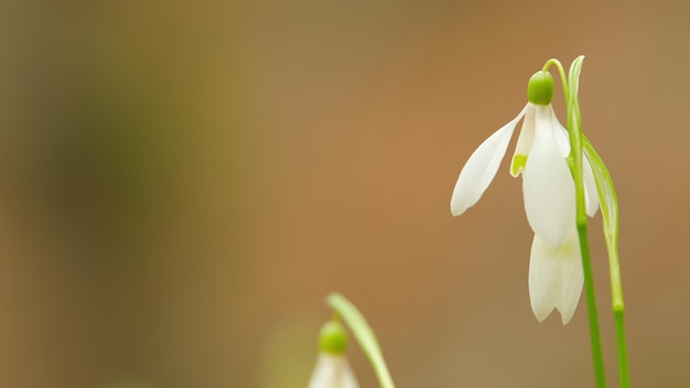 봄의 숲 속의 섬세한 스노우드롭 (Snowdrop) 또는 일반 스노우 드롭 (Common Snowdrop) 갤란투스 니발리스 (Galanthus nivalis) 꽃