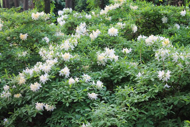 Delicate splendor of white flowers of rhodendron in the botanical garden