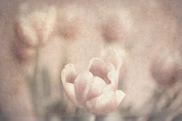 Photo delicate spring bouquet of tulip flowers in closeup on a neutral background