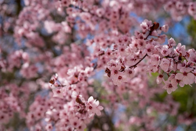 delicate spring, details of cherry blossoms with beautiful pink petals.