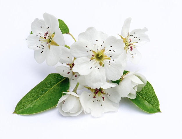 Delicate spring flower arrangement of large white pear flowers