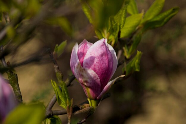 delicate spring flower of magnolias on tree branches