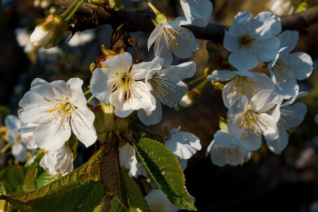 Delicate sweet cherry blossom sprigs in spring